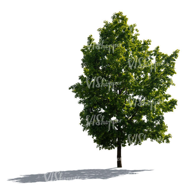 cut out backlit oak tree