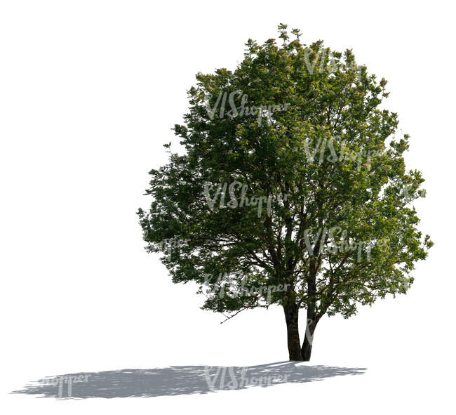 cut out backlit majestic ash tree