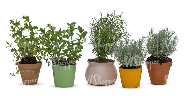 cut out group of different potted plants and herbs