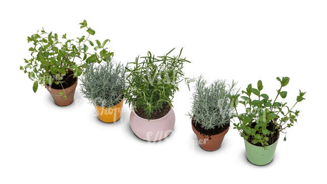 top view of a group of potted plants