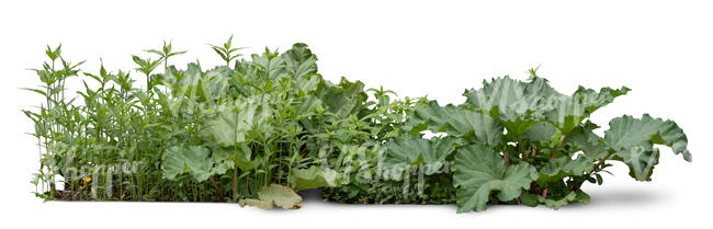 cut out group of green plants and herbs