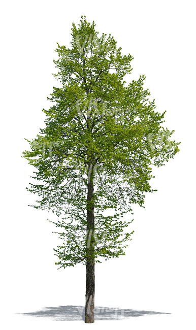 cut out deciduous tree in spring