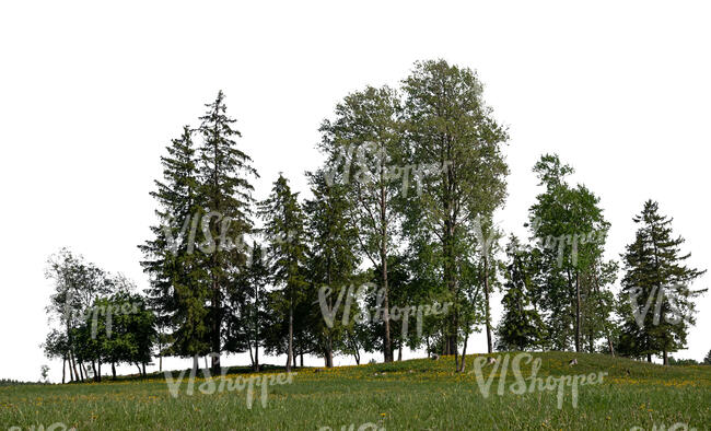 large group of different trees