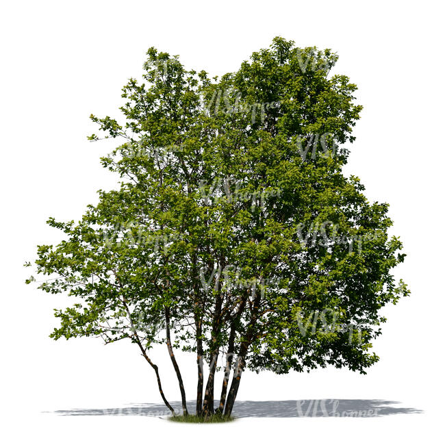 group of trees