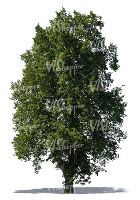 very tall deciduous tree