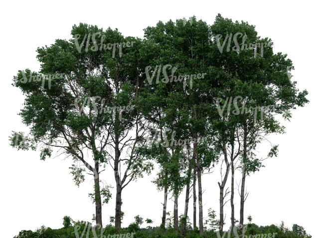 cut out group of trees in ambient light