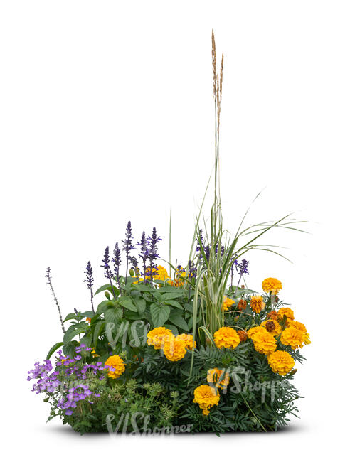 composition of flowers and other plants