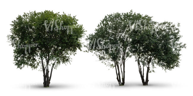 group of three cut out trees in ambient light