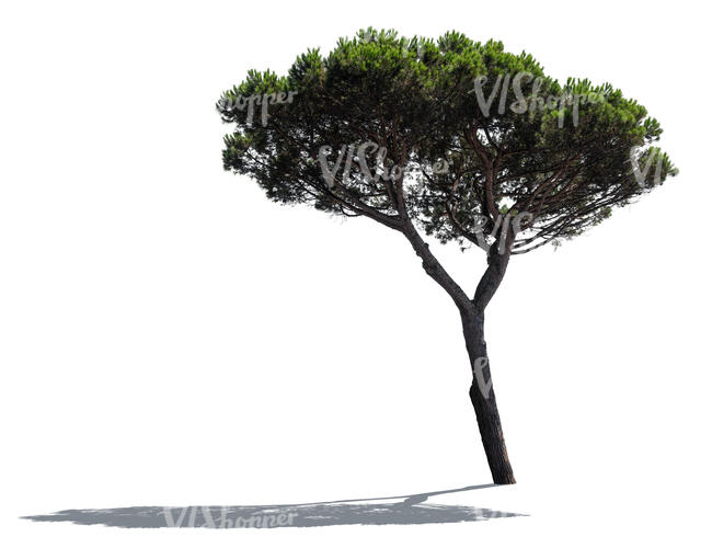 cut out backlit evergreen tropical tree