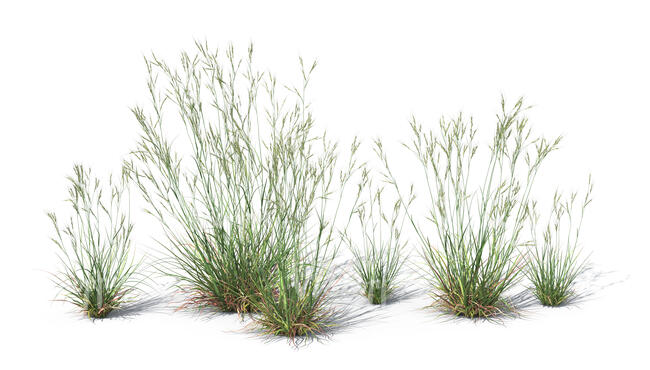 group of ornamental grass plants