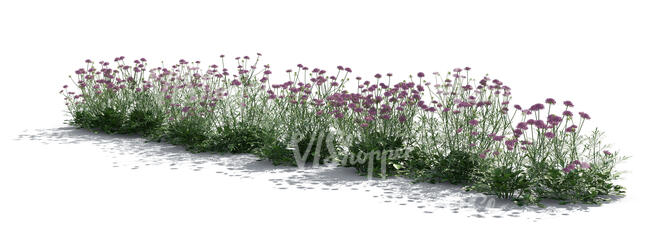 backlit flowerbed of blooming scabious flowers