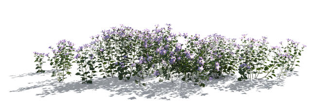 cut out backlit flowerbed of delicate purple flowers