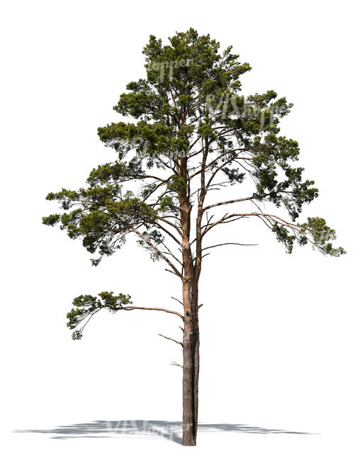 cut out classical pine tree in sunlight