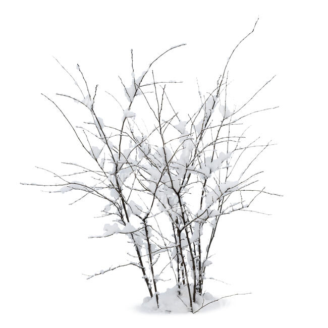 bare bush in winter with snow
