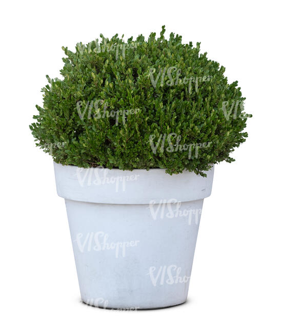 green plant in a white pot