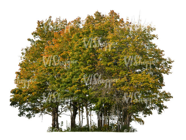 group of deciduous trees in autumn