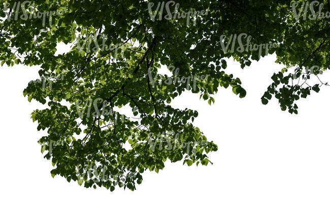 cut out green branch on a sunny day