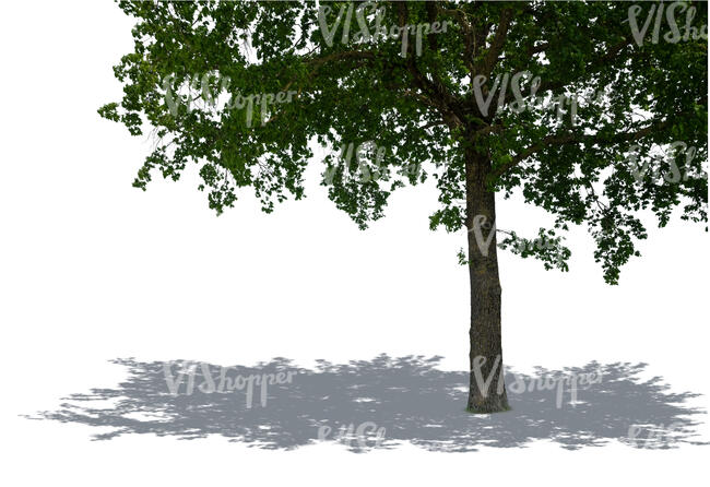 trunk and lower branches of a tree