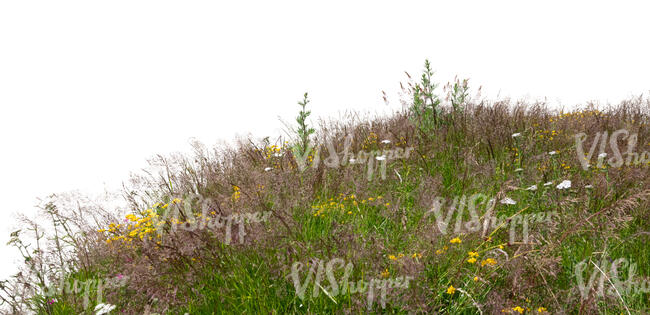 foreground of grass and flowers in summer