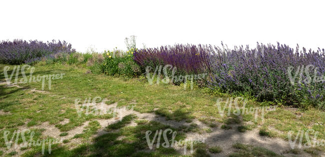 cut out foreground with large flowerbed with sage and other flowers 