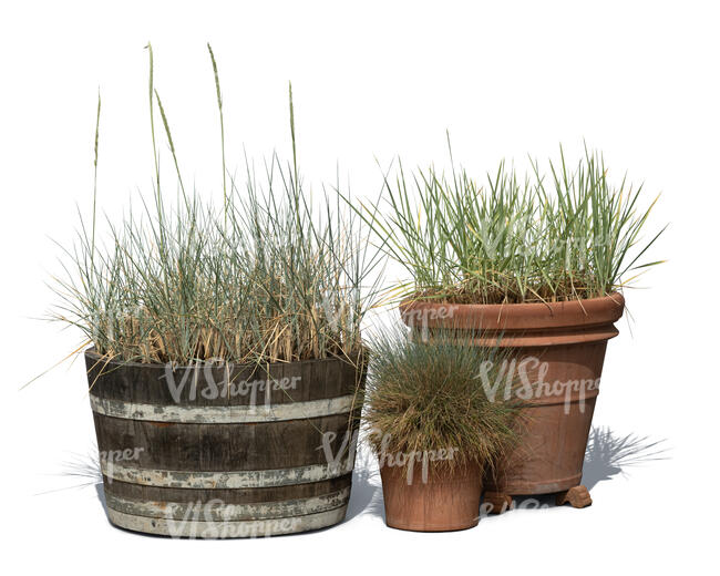 cut out group of potted decorative grasses