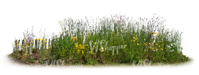 flowerbed with different plants and flowers