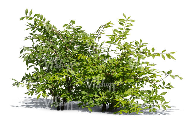 group of bushes