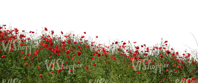 cut out blooming red poppy field