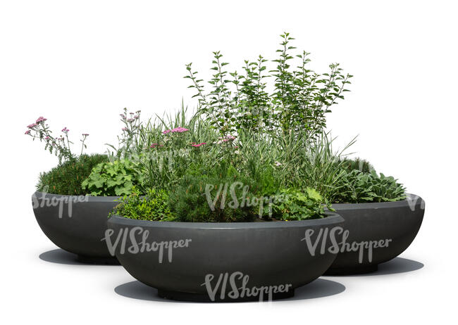 cut out group of green plant compositions in large pots