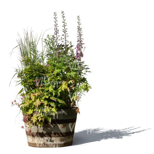 composition of plants and flowers in a wooden barrel