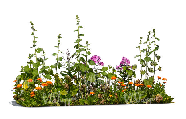 blooming flowerbed in summer