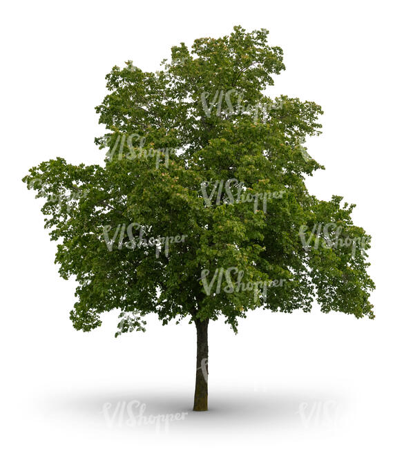 cut out linden tree in shade