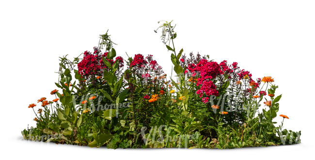 colourful blooming flowerbed