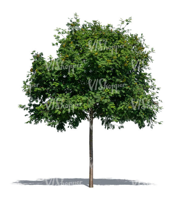 medium size ash tree