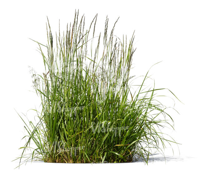 cut out ornamental grass