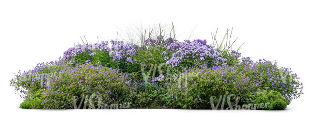 large flowerbed with blue colored blooming flowers