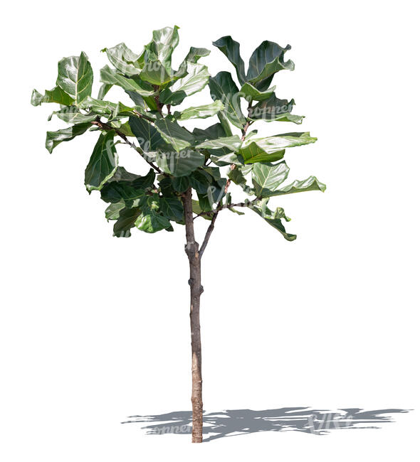 cut out small tropical tree