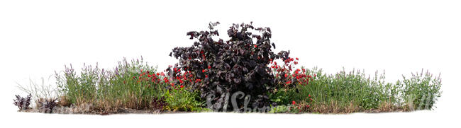 big group of plants and flowers