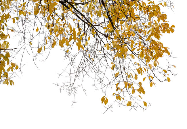foreground tree branch with yellow leaves