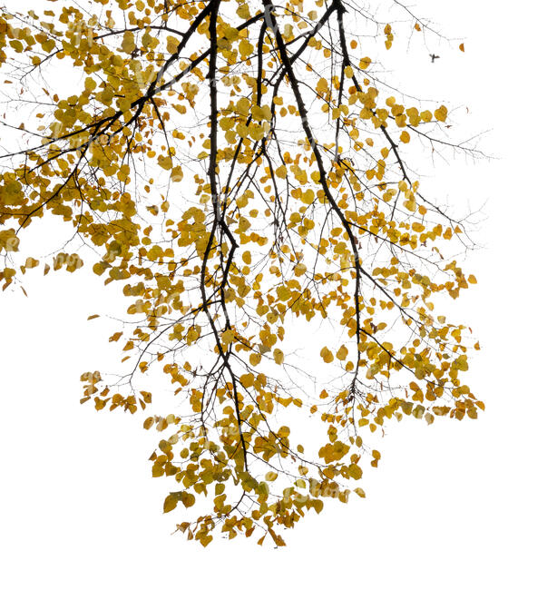 cut out branch of a tree with yellow autumn leaves