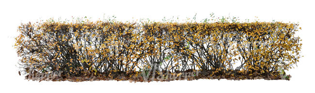 cut out hedge in autumn