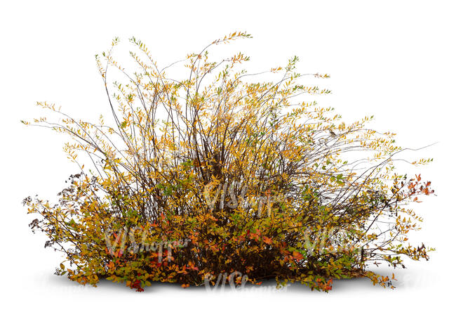 bush in autumn with yellow leaves