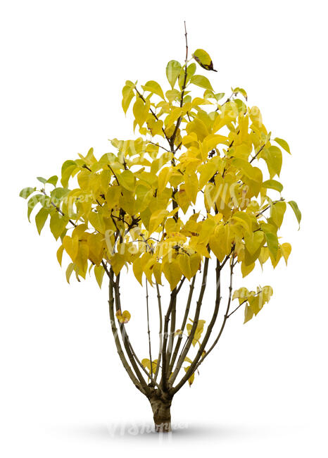 cut out bush with yellow leaves in autumn