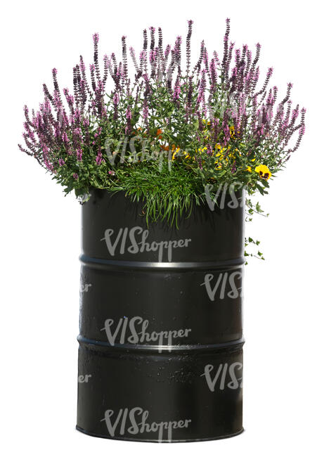 flowers planted in a black tin barrel