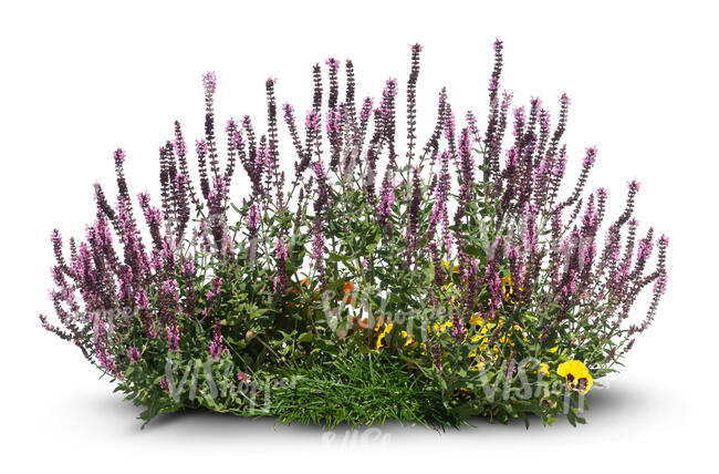 cut out composition of blooming heather