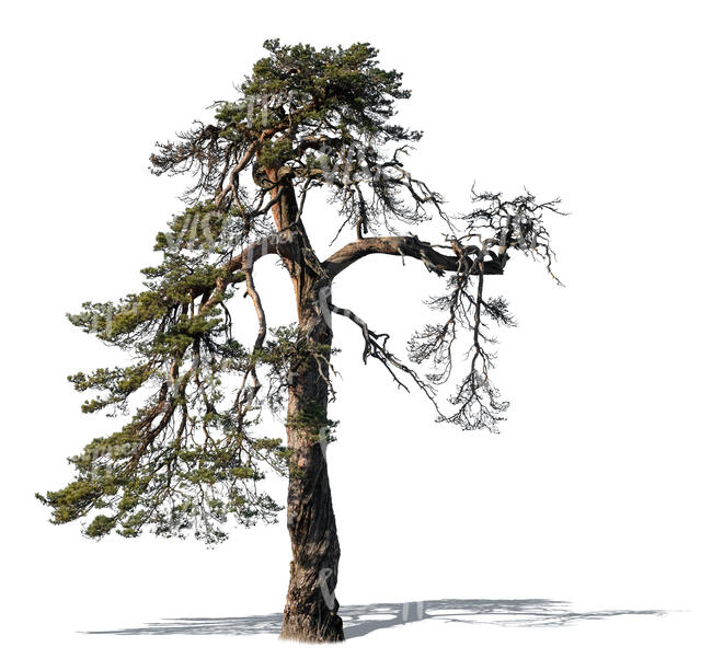 cut out old pine tree