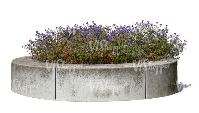 flowerbed in a round stone planter of blooming lobelia plant