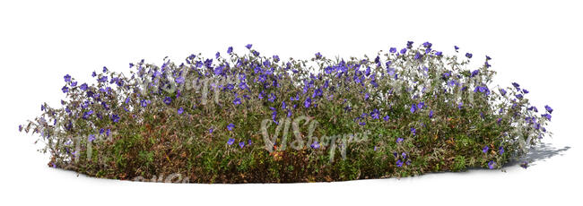 cut out blooming blue lobelia