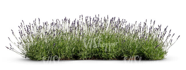 cut out blooming lavender