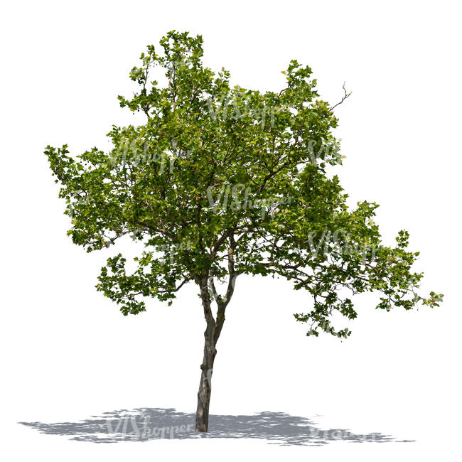 cut out sycamore in sunlight